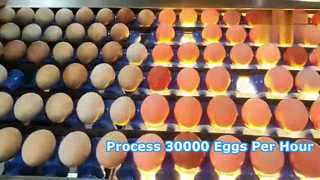 خط تولید درجه بندی تخم مرغ شستشو